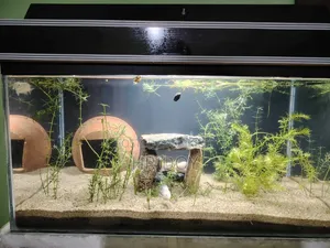 Aquarium for Fish