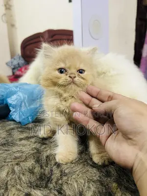 ১-৩ মাস বয়সী খাঁটি পার্সিয়ান নারী বিড়ালছানা