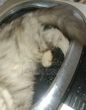 6-12 months Female Purebred Persian