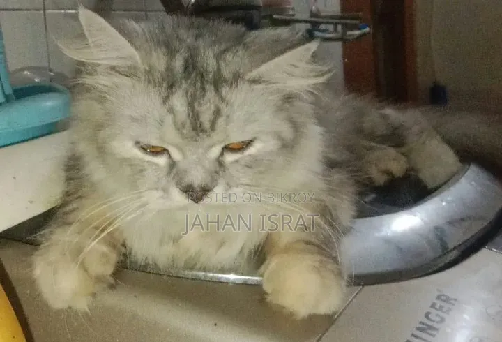 6-12 months Female Purebred Persian