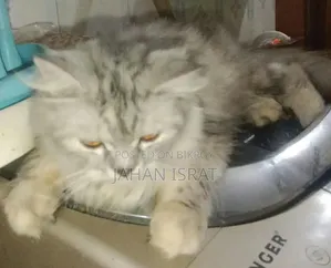 6-12 months Female Purebred Persian