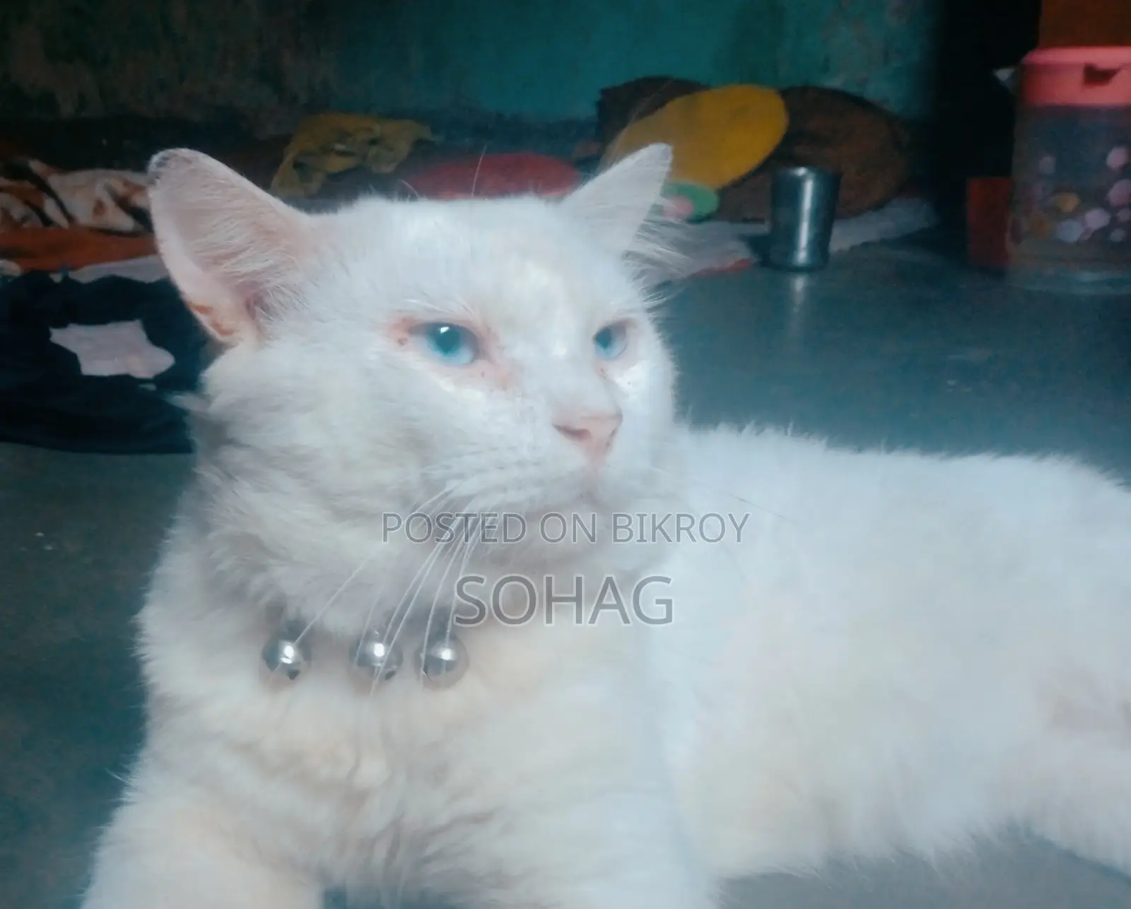 ৬-১২ মাসের পুরুষ মিশ্র জাতের পার্সিয়ান