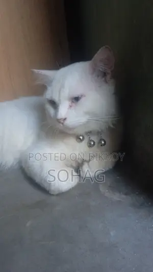 ৬-১২ মাসের পুরুষ মিশ্র জাতের পার্সিয়ান