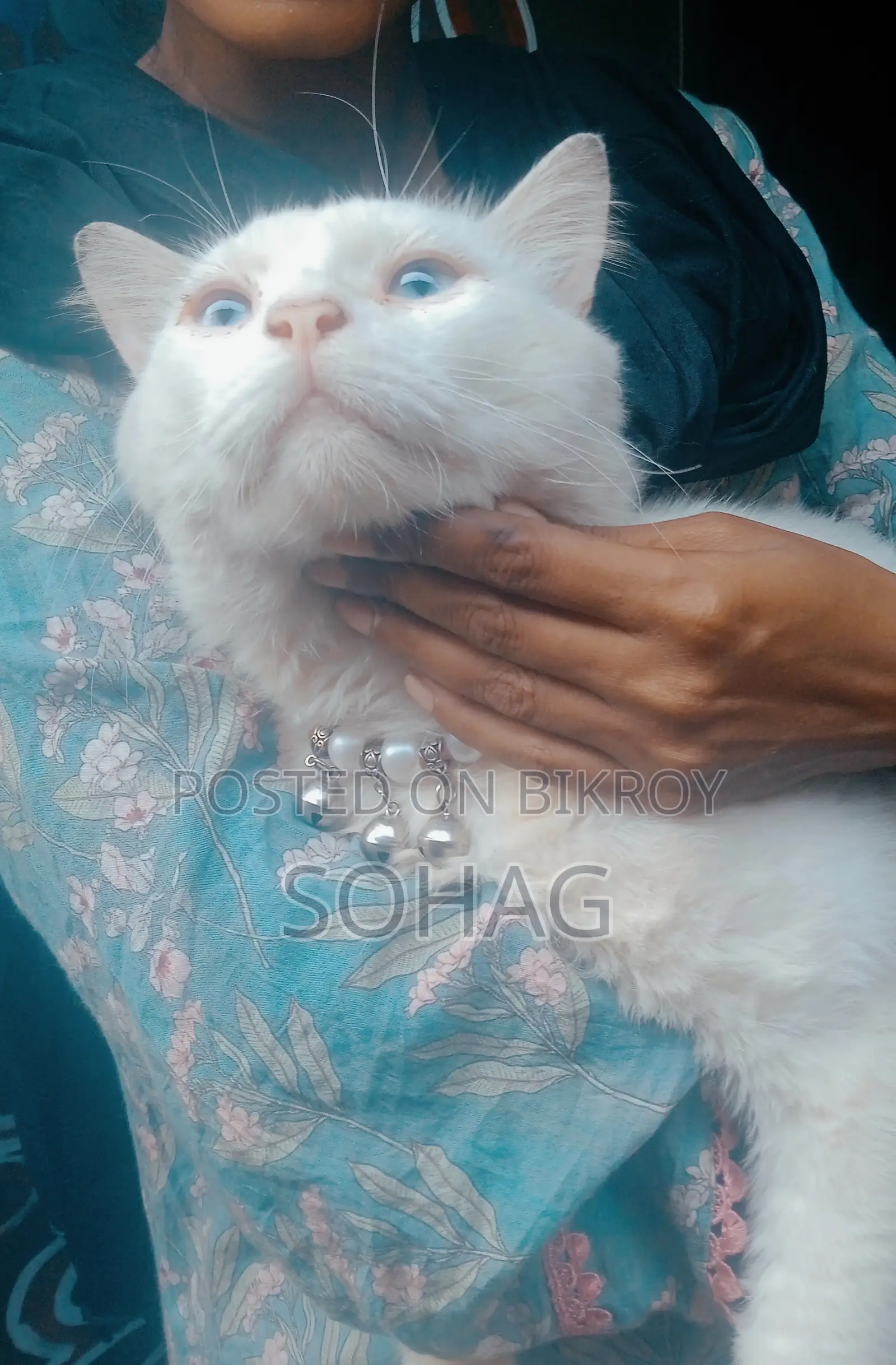 ৬-১২ মাসের পুরুষ মিশ্র জাতের পার্সিয়ান
