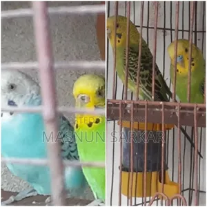 বাজরিগার পাখি