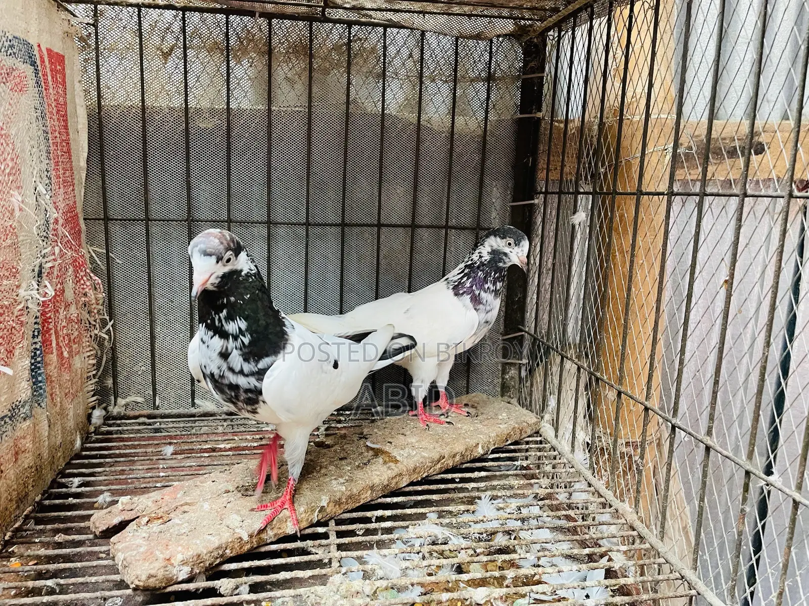 Pakistani Kobutor