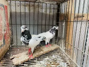 Pakistani Kobutor
