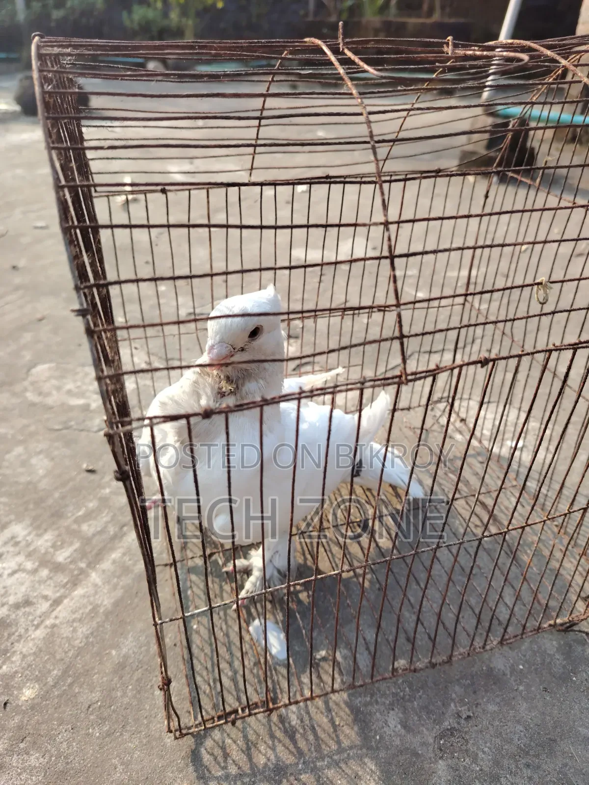 সাদা শার্টের কাপড় পুরুষ