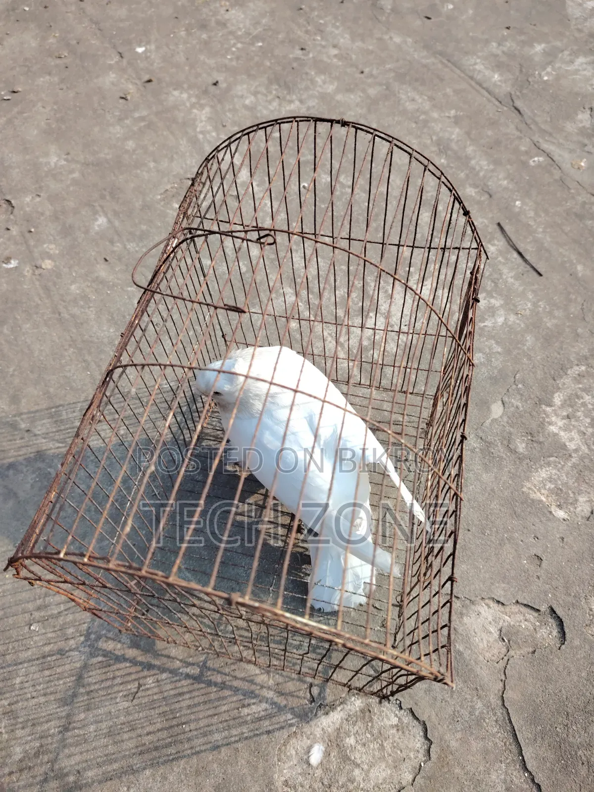 সাদা শার্টের কাপড় পুরুষ