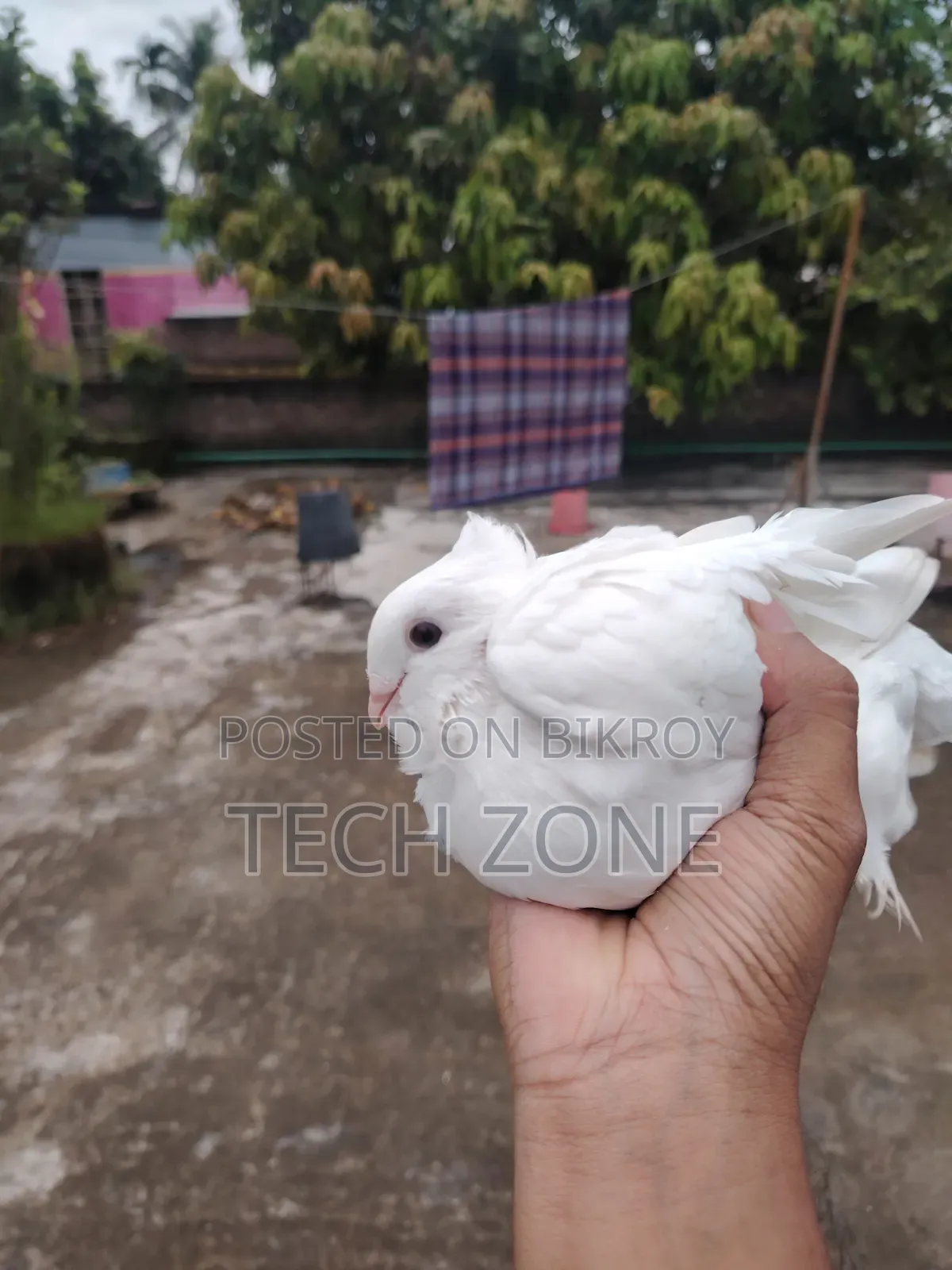 হোয়াইট শর্টিং পিজনস মেল