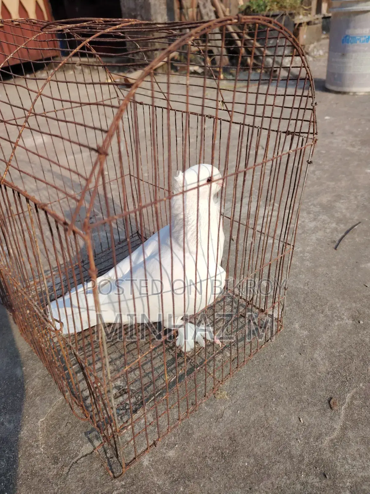 White Sharting Pigeons Male