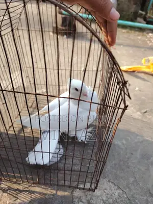 White Sharting Pigeons Male