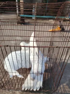 White Sharting Pigeons Male