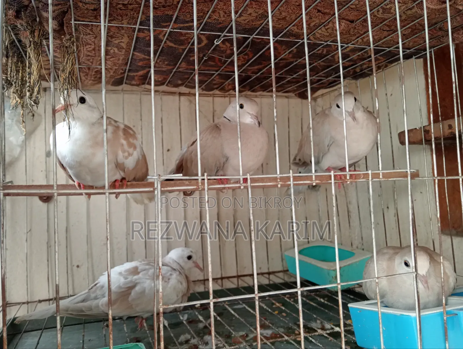 ঘুঘু পাখি জরুরি ভিত্তিতে সেল