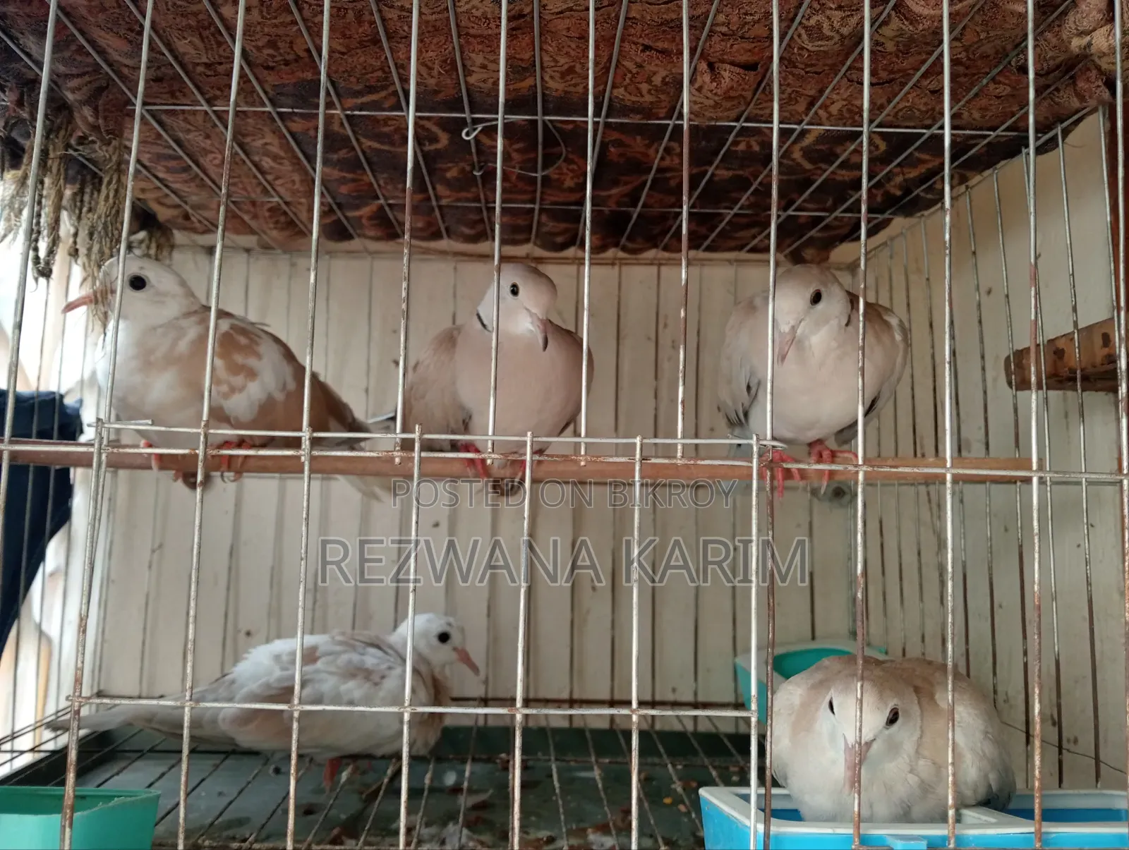 ঘুঘু পাখি জরুরি ভিত্তিতে সেল