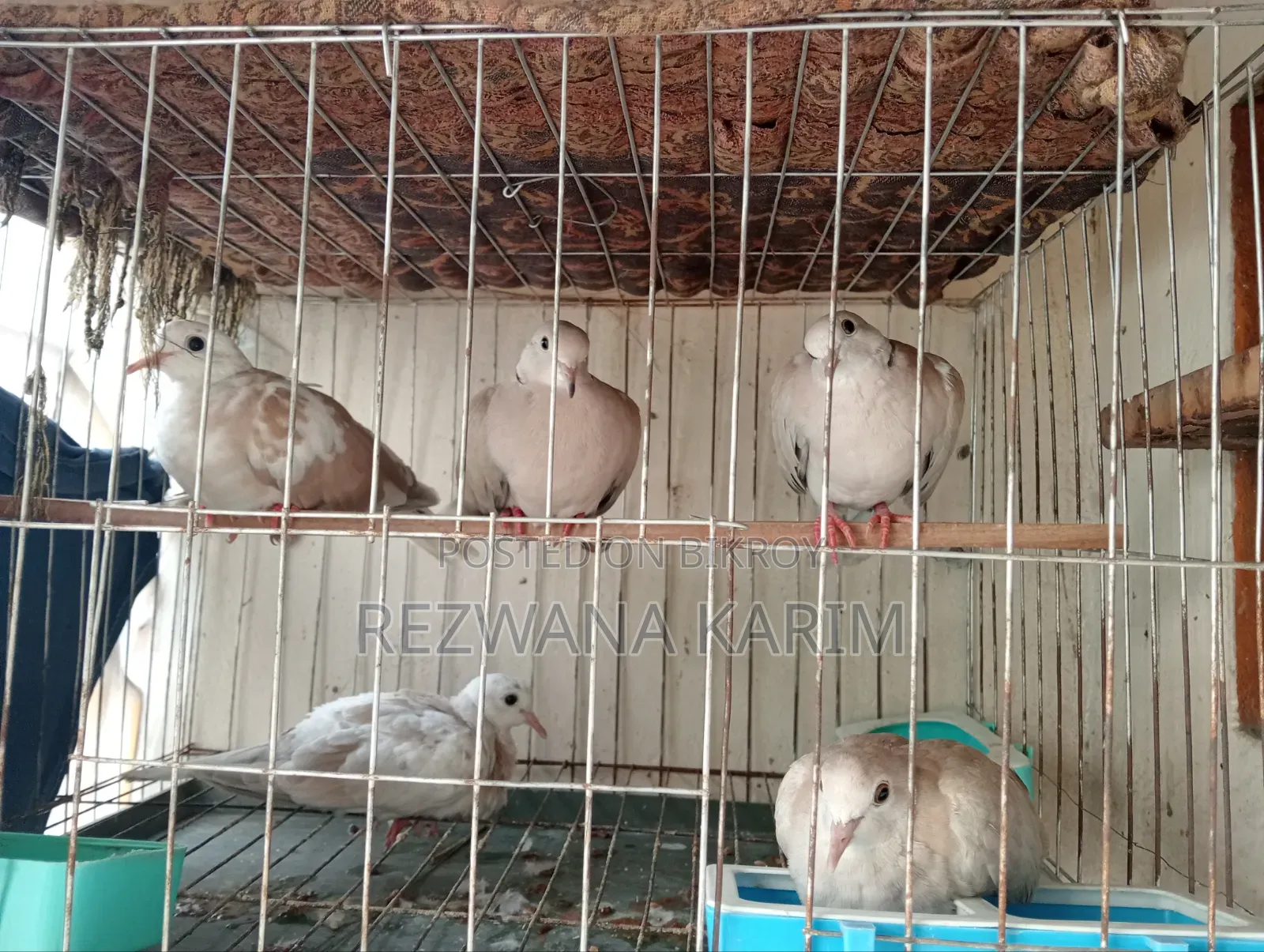 ঘুঘু পাখি জরুরি ভিত্তিতে সেল