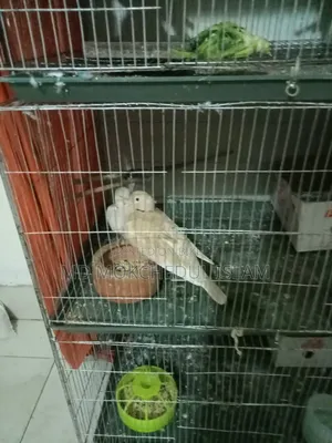 এই ঘুঘু পাখি দুটি বিক্রি করব