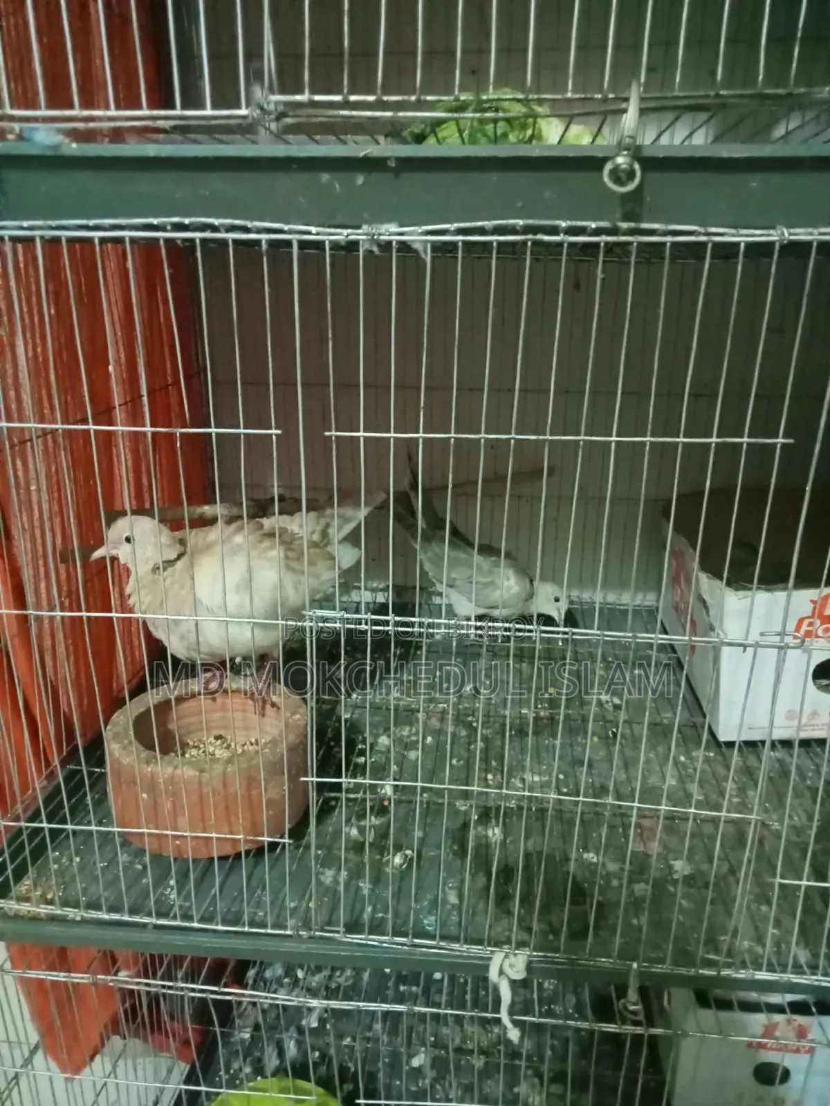 এই ঘুঘু পাখি দুটি বিক্রি করব