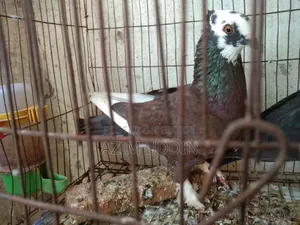 ওকটি কবুতর