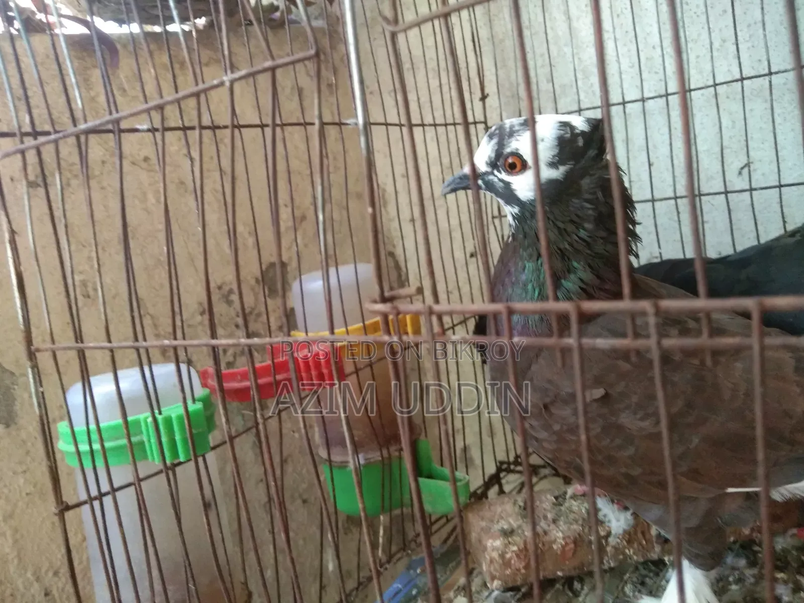 A Pigeon