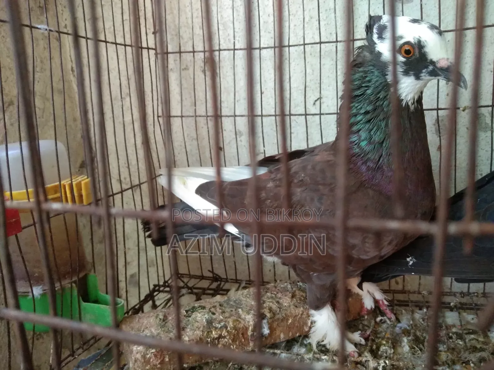 A Pigeon