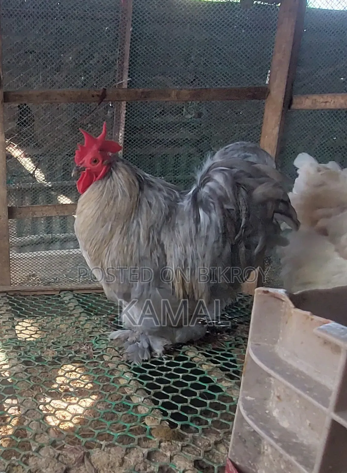 Surma Cochin Rooster for Sale