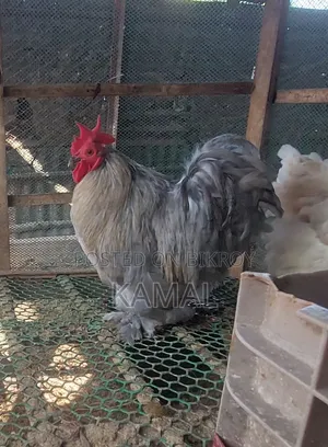 Surma Cochin Rooster for Sale