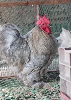 Surma Cochin Rooster for Sale