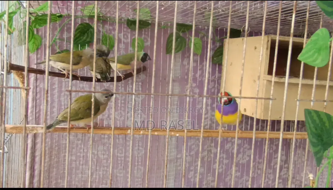 Gouldian Finch
