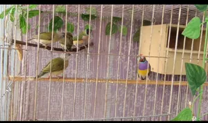 Gouldian Finch