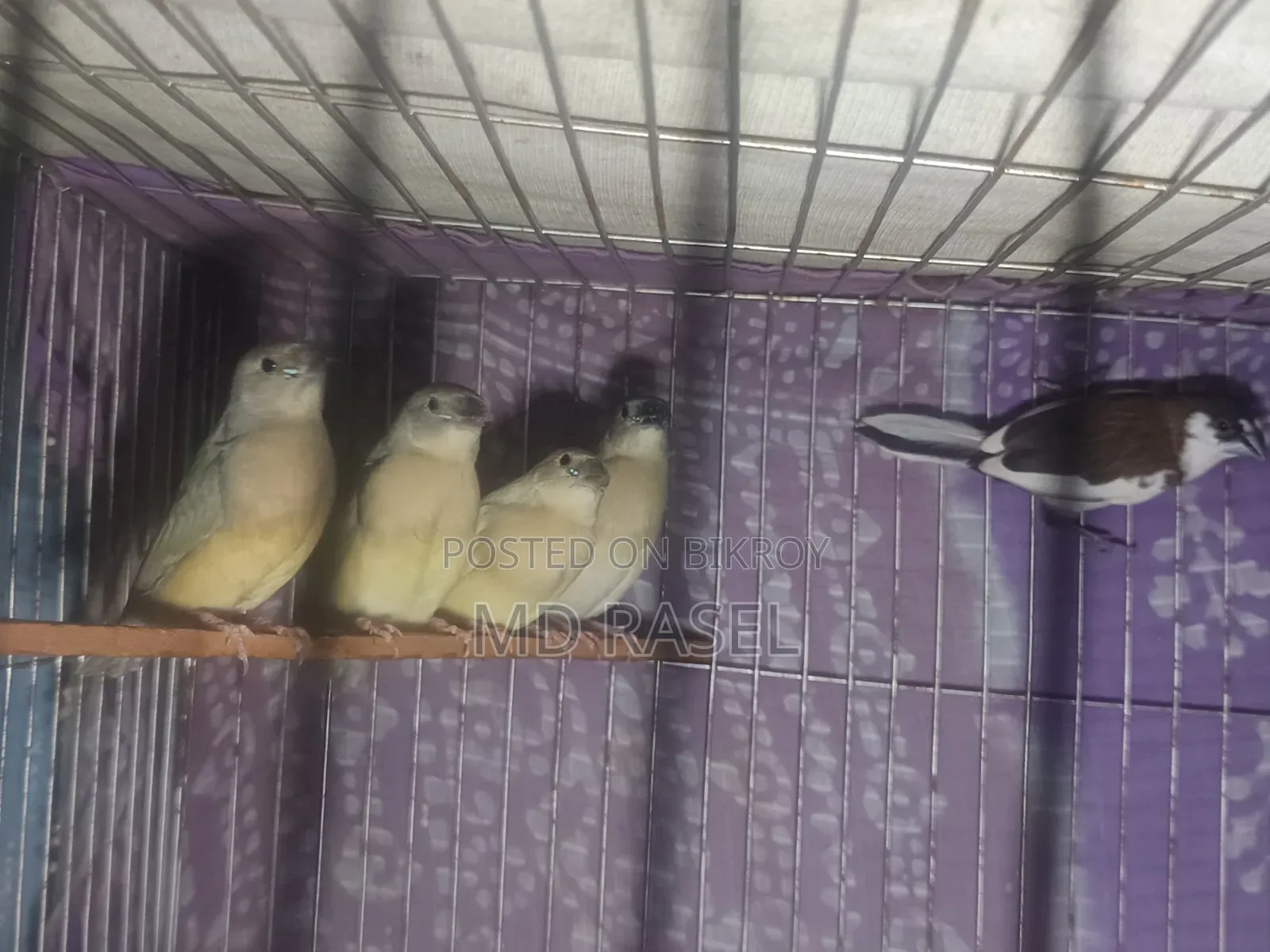Gouldian Finch
