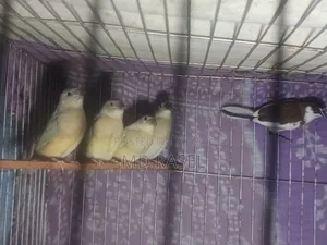 Gouldian Finch