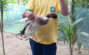 Local Muscovy Duck