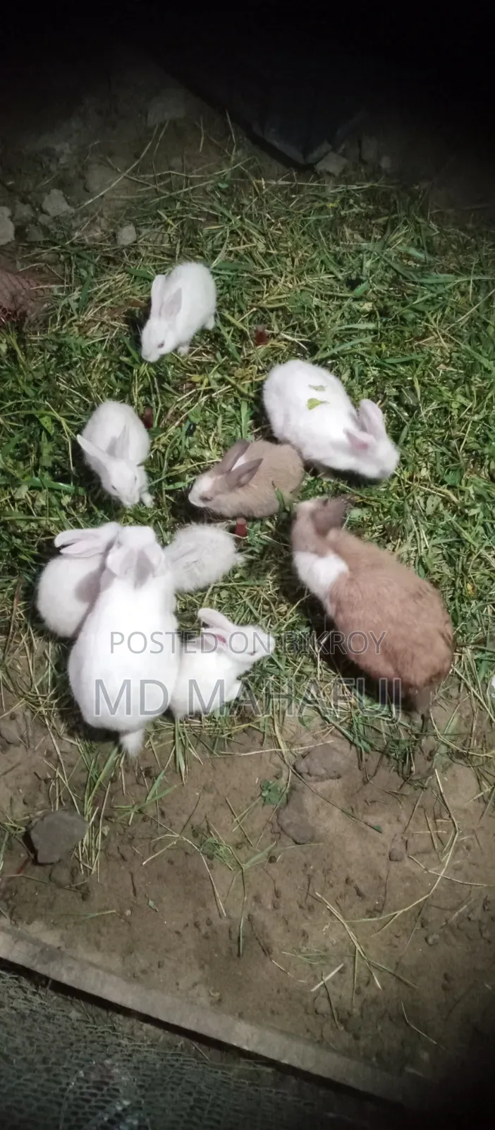 খোরগোশ বিক্রি করা হবে