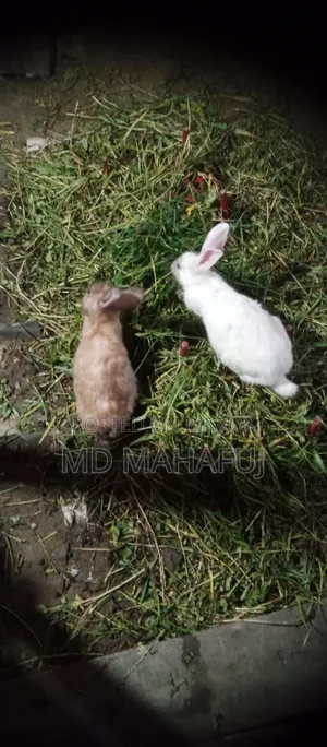 খোরগোশ বিক্রি করা হবে