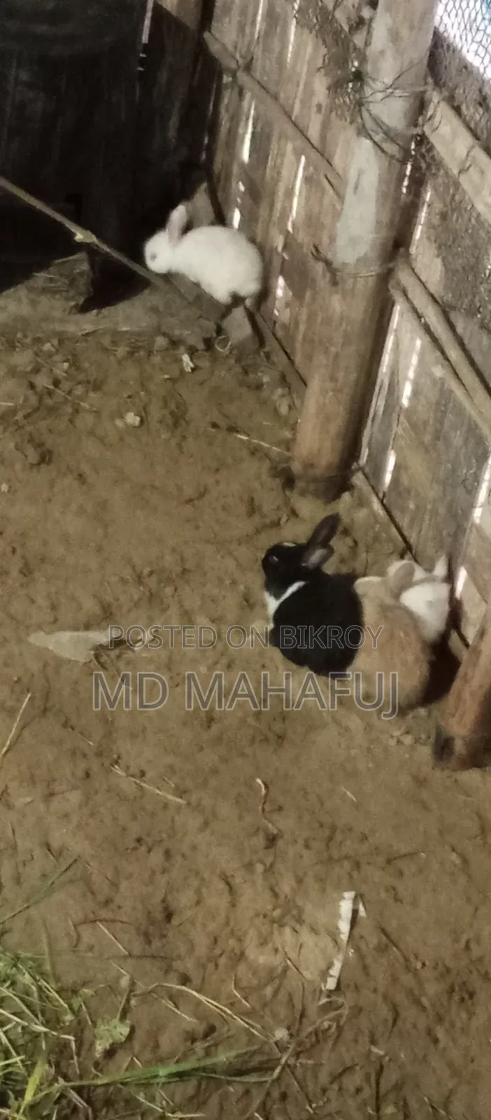 খোরগোশ বিক্রি করা হবে