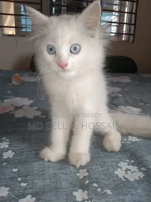1-3 months Female Purebred Persian