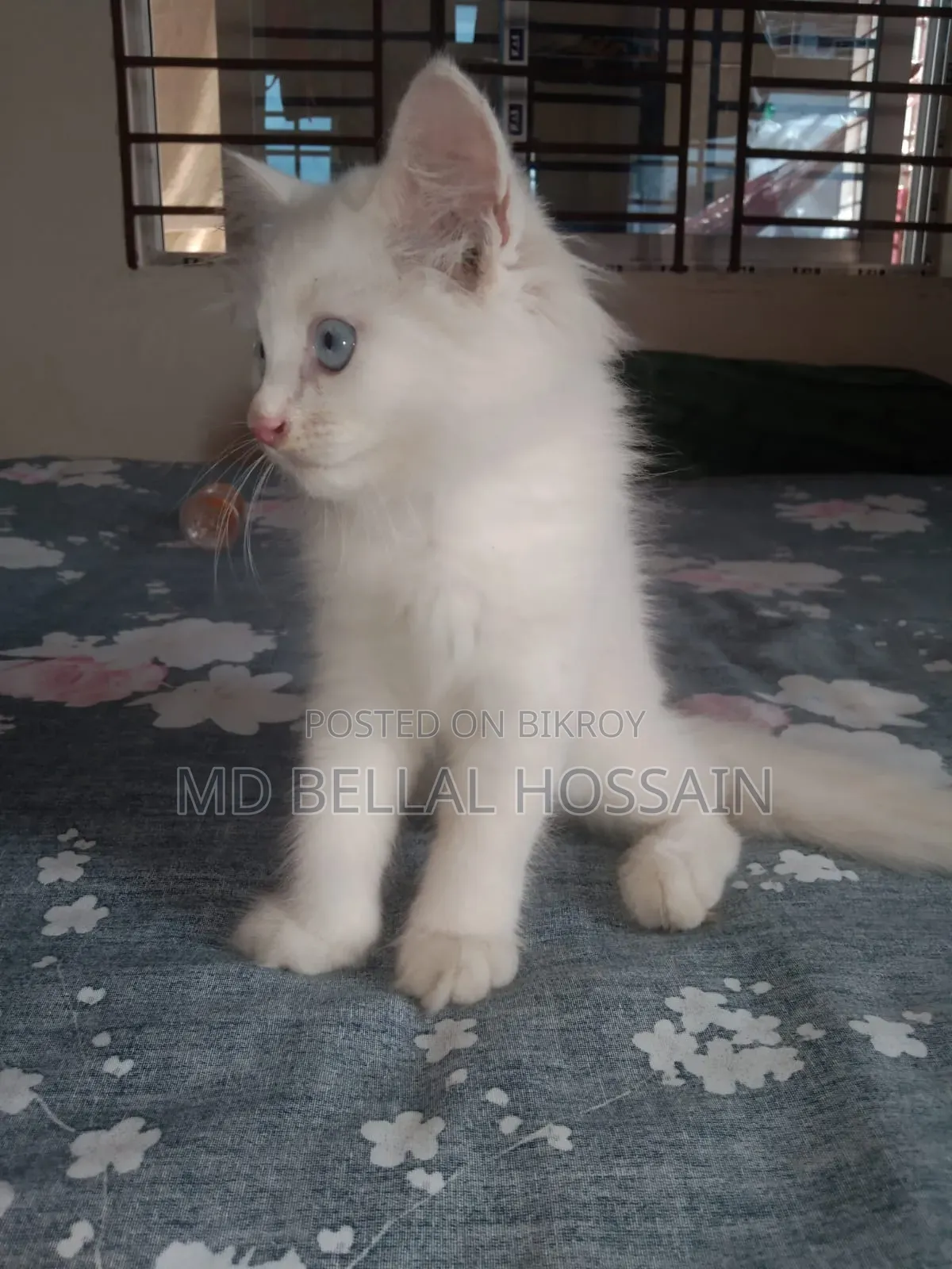 1-3 months Female Purebred Persian