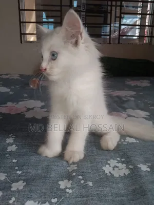 1-3 months Female Purebred Persian