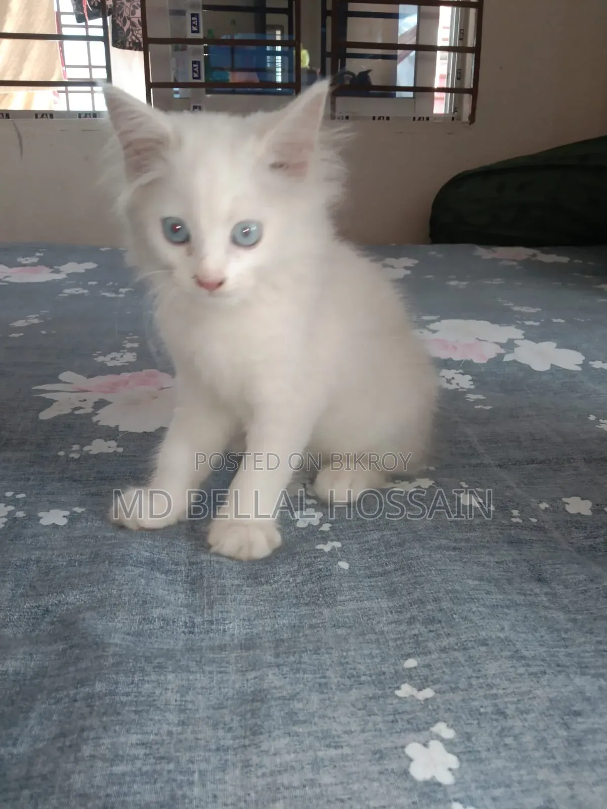 1-3 months Female Purebred Persian