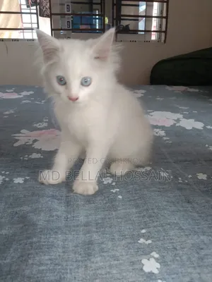 1-3 months Female Purebred Persian