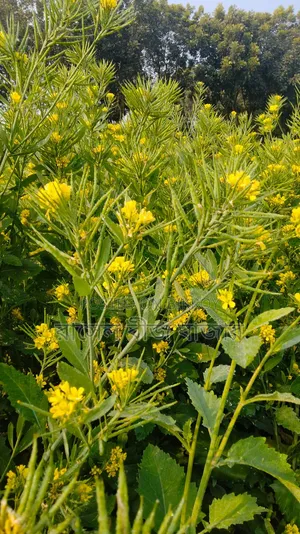 ভিয়েতনাম সরিষা বীজ