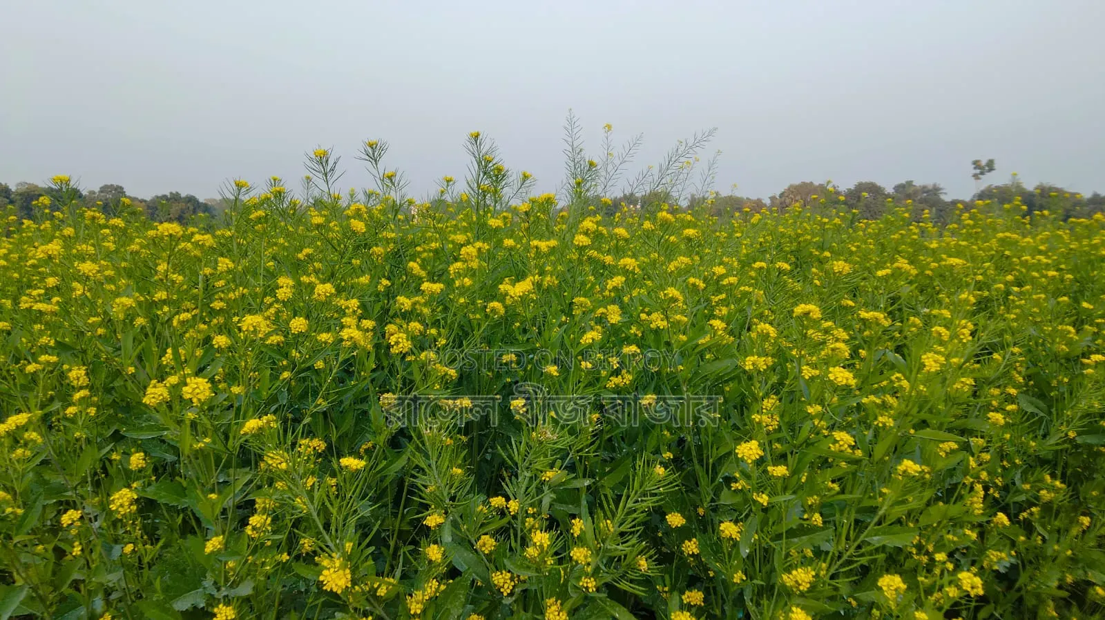 ভিয়েতনাম সরিষা বীজ