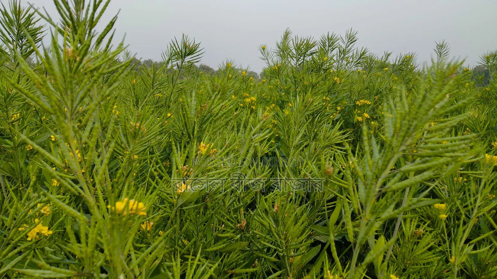 ভিয়েতনাম সরিষা বীজ
