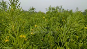 ভিয়েতনাম সরিষা বীজ