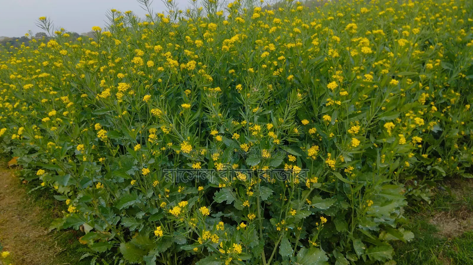 ভিয়েতনাম সরিষা বীজ