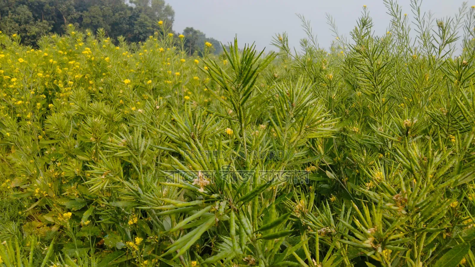 ভিয়েতনাম সরিষা বীজ