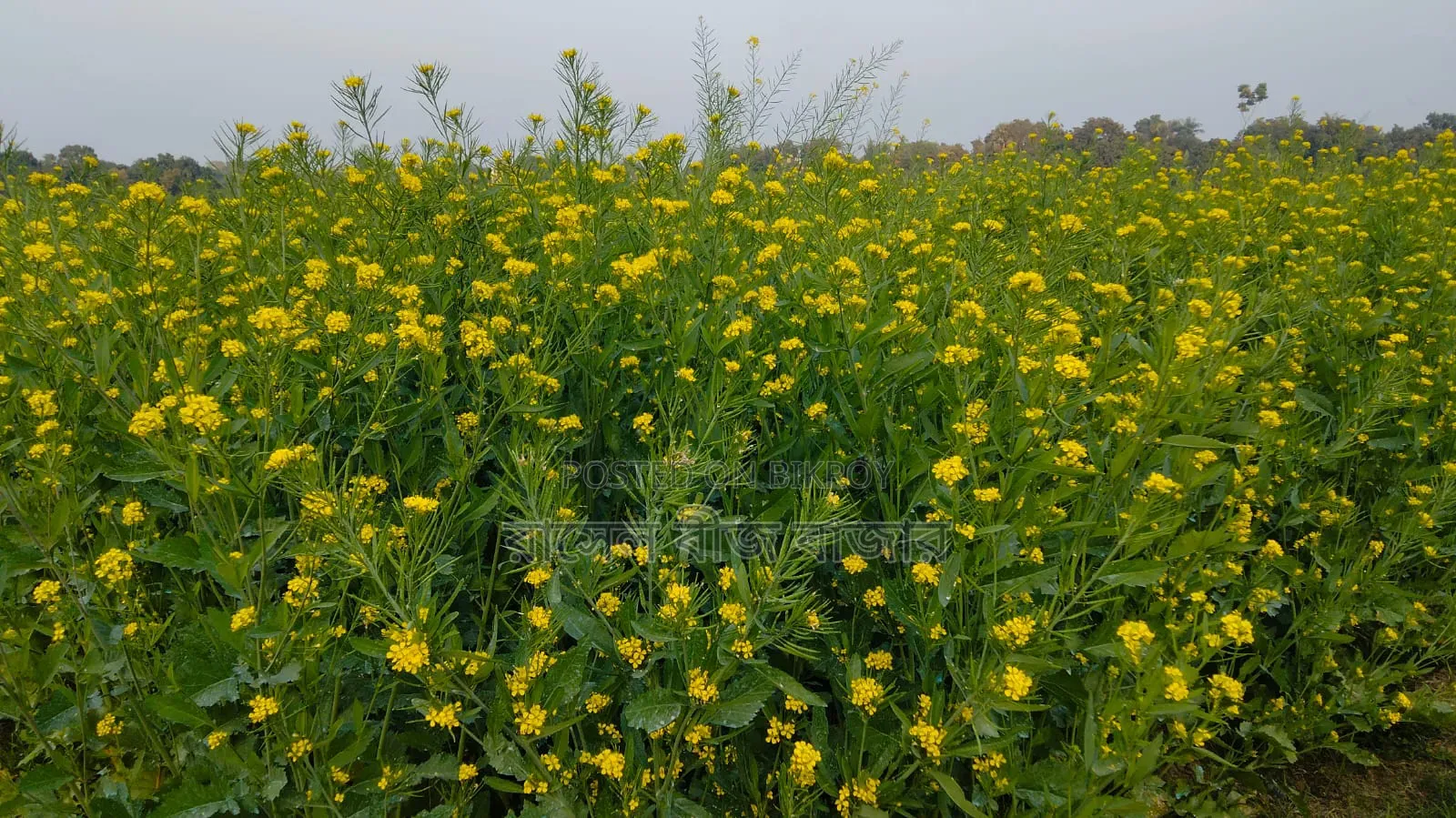 ভিয়েতনাম সরিষা বীজ