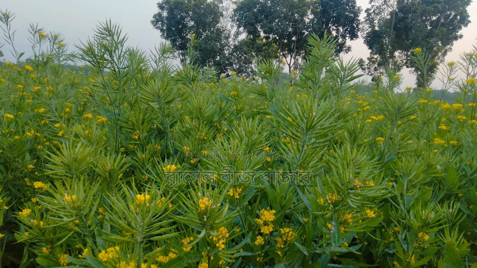 ভিয়েতনাম সরিষা বীজ