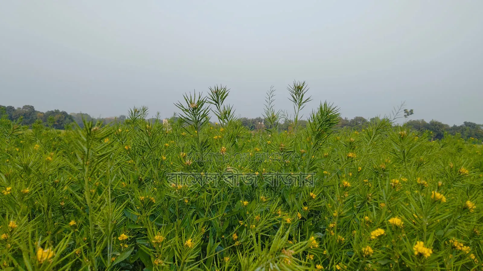 ভিয়েতনাম সরিষা বীজ
